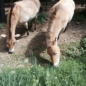 Przewalski's horse- Lacuniacha
