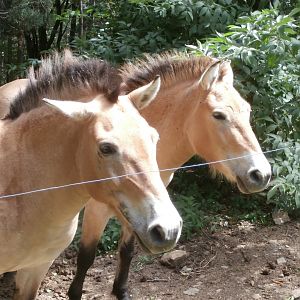 Przewalski's horse- Lacuniacha