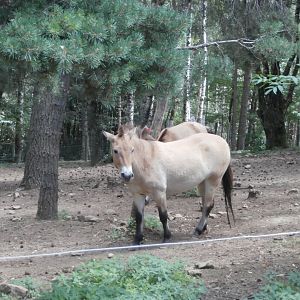 Przewalski's horse- Lacuniacha
