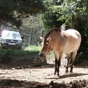 Przewalski's horse- Lacuniacha
