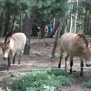 Przewalski's horse- Lacuniacha