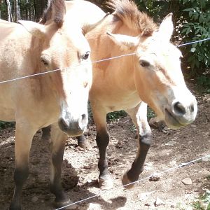 Przewalski's horse- Lacuniacha