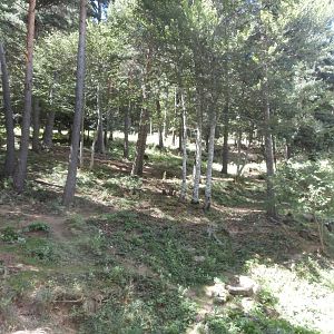 Iberian wolf exhibit- Lacuniacha