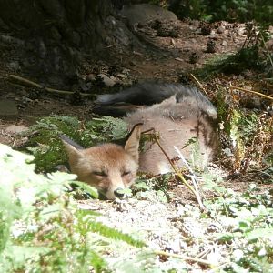 Iberian red fox- Lacuniacha