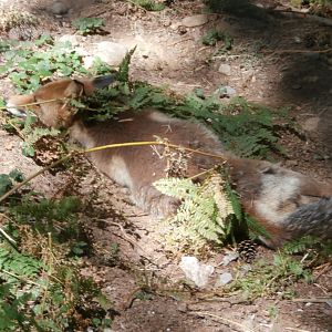 Iberian red fox- Lacuniacha
