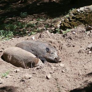 Iberian wild boar- Lacuniacha