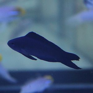 Forktail pygmy basslet - Assessor macneilli