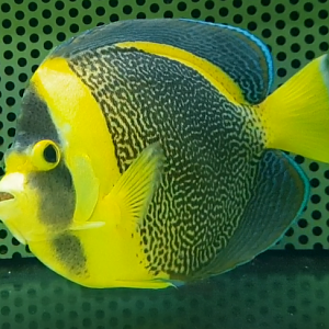 Scribbled angelfish - Chaetodontoplus duboulayi