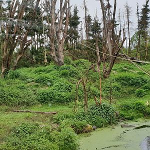 Barbary macaque-outdoor-enclosure