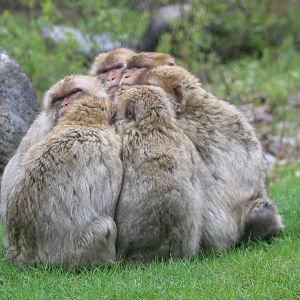 Pile of Barbary macaques