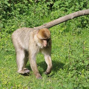 Barbary macaque