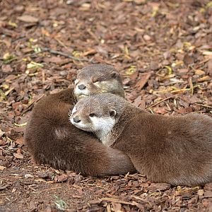 Cuddling otters