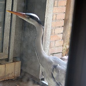 An uninvited visitor to the penguin house
