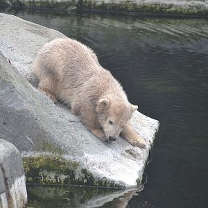 Polar bear cub 2: Oh no, it looks too cold!