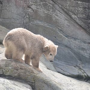 Polar bear cub 1: The water looks interesting...