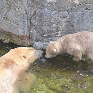 Polar bear cub 3: Mum's already in there