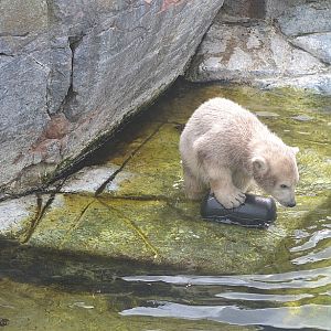 Polar bear cub 4: Ups, my toy fell in