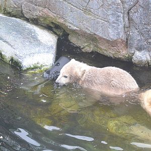 Polar bear cub 5: Might as well go for it then!