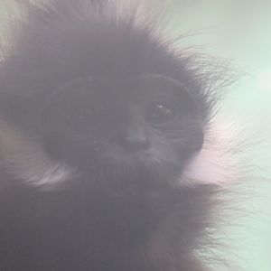 Francois langur