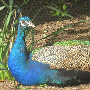 peacock