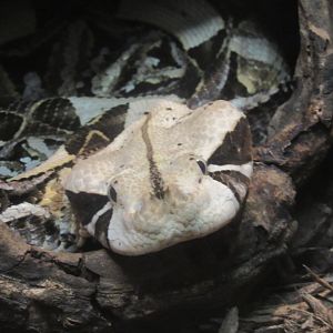 Gabon viper