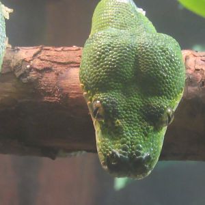 green tree python