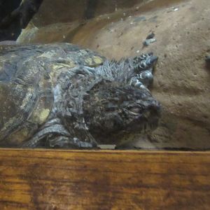 snapping turtle
