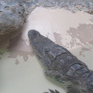 nile crocodile