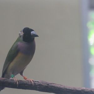 gouldian finch