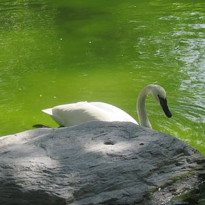trumpeter swan
