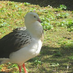 andean goose