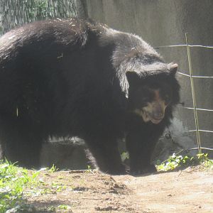 andean bear