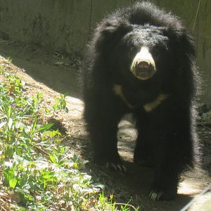 sloth bear