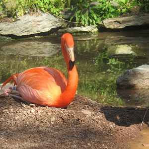 nesting flamingo