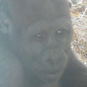 gorilla