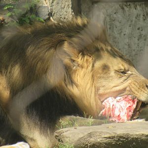 lion eating