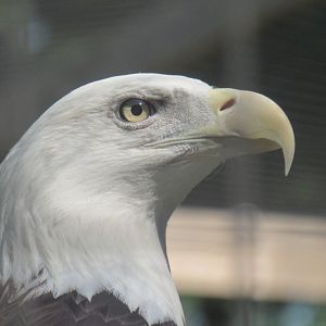 bald eagle