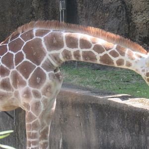 giraffe
