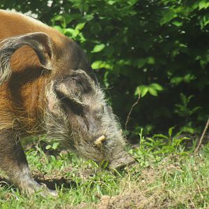 red river hog