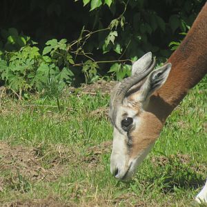 mhorr gazelle