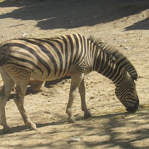 zebra