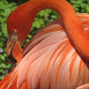 preening flamingo