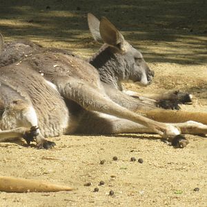 red kangaroo