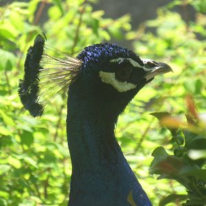 peacock