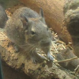 degu