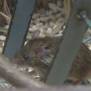 harvest mouse