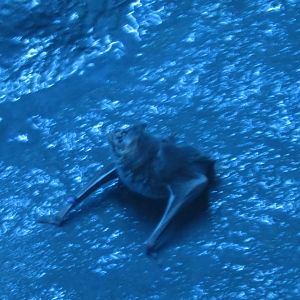 vampire bat