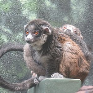 mongoose lemur