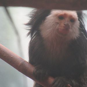 geoffroys marmoset
