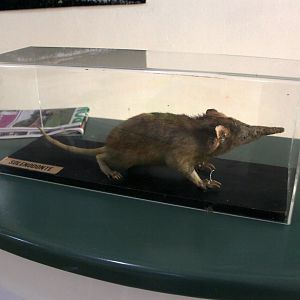 mounted Hispaniolan solenodon (Solenodon paradoxus)